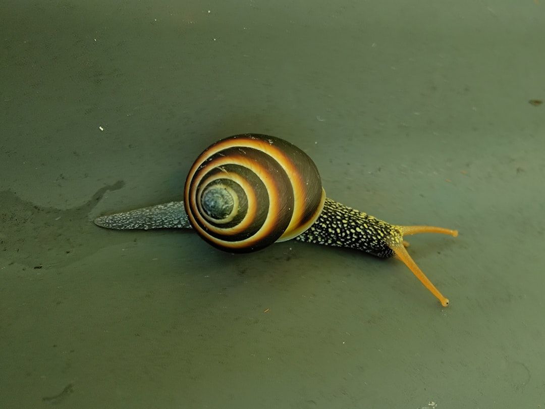 A green yellow snail with yellow anntenaee on a green backround
