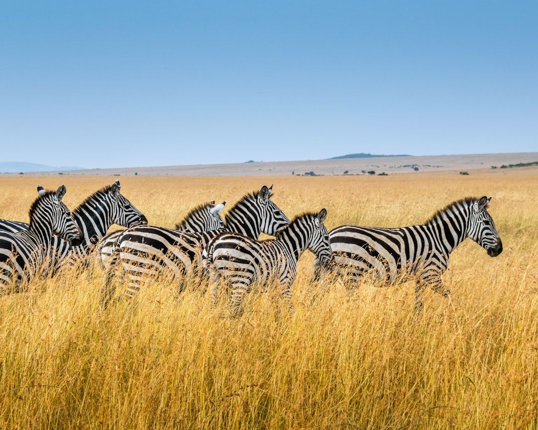 Now you are on a real safari